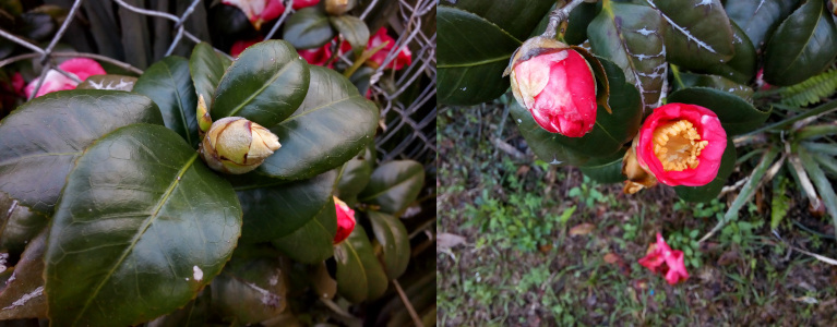 [Two photos spliced together. On the left is very tightly closed bud with only the tip showing the faintest color of pink while the rest is light green. It sits in a bed of very large thick dark green leaves. On the right are two buds. One is completely closed, but it is a bright pink red. The other one to its right has started to open and is a cup-shape with the petals forming the outer ring of the cup and the long yellow stamen forming a ring inside the cup.]